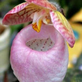 20 Stück/Beutel Cypripedium Corrugatum-Samen, Einfach Zu Pflanzen, Gemischte Farben, Taschen-Slipper-Samen Für Den Hausgarten, Samen Zum Pflanzen Jetzt Cypripedium Corrugatum-Samen