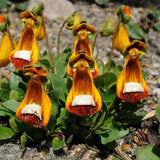 Calceolaria uniflora Samen, 1 Beutel-Stoff-Tasche