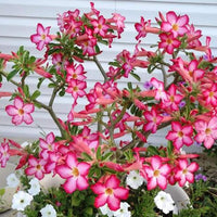 Adenium Samen, 200Pcs