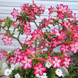 Adenium Samen, 200Pcs