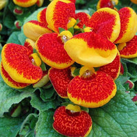 Calceolaria uniflora Samen, 1 Beutel-Stoff-Tasche