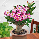 Adenium Samen, 200Pcs