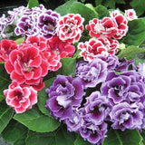 100 Stück/Beutel Gloxinia-Samen, Volle Sonne, Brauchen Schnell Wachsende Pflanzen, Garten, Bunte Pflanzen, Samen Für Den Garten, Samen Zum Pflanzen Jetzt Violett