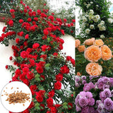 Blumen Samen, Garten Wildblume 300Pc