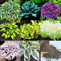 Hosta Samen, 200Pcs