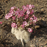 Adenium Samen, 200Pcs