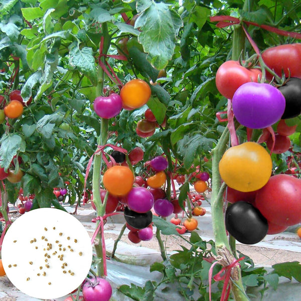 Regenbogen Tomatensamen, 200Pcs