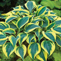 Hosta Samen, 200Pcs