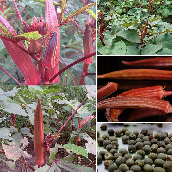 Red Okra Samen, 100Pcs