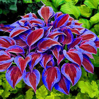 Hosta Samen, 200Pcs