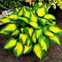 Hosta Samen, 200Pcs