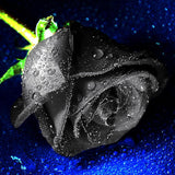 Black Rose Samen, 20Pcs