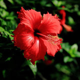 100 Stück/Beutel Hibiskus-Samen, Seltene Blühende Pflanzen, Riesen-Landschaftsbau-Blumensamen Für Gartensamen, Jetzt Zum Pflanzen Hibiskussamen