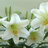 200 Stück/Beutel Lilienzwiebelsamen, Immergrün, Einfach Zu Pflanzen, Schnell Wachsend, Attraktive Bonsai-Gartenblumensamen Für Balkon, Gartensamen, Jetzt Zum Pflanzen 2