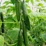 1 Beutel Samen, Schnell Wachsende Gemischte Gemischte Gemüsesamen Für Den Gewächshausgarten, Samen Zum Pflanzen Jetzt Gemischte Gemüsesamen