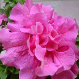20 Teile/Beutel Petunia Hybrida Samen Klettern Dürretolerante Mehrfarbige Wellenserie Blumensamen Für Garten Gartensamen Zum Pflanzen Jetzt Rosa Petunia Hybrida-Samen