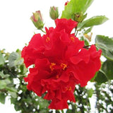 1 Beutel Pfingstrosensamen, Hohe Ertragreiche Blüte, Kleine, Hohe Überlebensrate, Blumensamen Für Den Hausgarten, Samen Zum Pflanzen Jetzt Rot Pfingstrosensamen