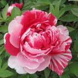 20 Stück/Beutel Pfingstrosensamen, Süß, Einfach Zu Pflanzen, Gemischte Farbe, Paeonia Suffruticosa Blumenbaum-Pflanzensamen Für Den Hausgarten, Samen Zum Pflanzen Jetzt 9