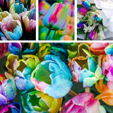 1 Beutel Tulpensamen, Produktive, Gentechnikfreie, Kleine, Fruchtbare, Farbenfrohe Blumensamen Für Den Garten, Jetzt Zum Pflanzen Tulpensamen