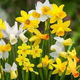 201pcs Mixed Daffodil Seeds - Outdoor Flowers - Rich Colors - Garden Terrace Potted Plant Flower Stand