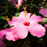 100 Stück/Beutel Hibiskus-Samen, Seltene Blühende Pflanzen, Riesen-Landschaftsbau-Blumensamen Für Gartensamen, Jetzt Zum Pflanzen Hibiskussamen