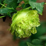 20 Stück/Beutel Pfingstrosensamen, Süß, Einfach Zu Pflanzen, Gemischte Farbe, Paeonia Suffruticosa Blumenbaum-Pflanzensamen Für Den Hausgarten, Samen Zum Pflanzen Jetzt 9