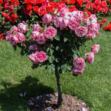 200 Teile/Beutel Rosenbaumsamen DIY Dekorative Gute Mischfarbe Rosenblütenbaum Hinterhof Pflanzensamen Für Hausgarten Samen Zum Pflanzen Jetzt Rosensamen