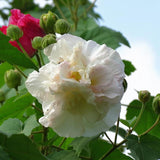 100 Stück/Beutel Hibiskus-Samen, Seltene Blühende Pflanzen, Riesen-Landschaftsbau-Blumensamen Für Gartensamen, Jetzt Zum Pflanzen Hibiskussamen