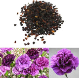 100 Stück Samen - Lila Nelke Dianthus Caryophyllus Blumensamen Hausgarten Dekor