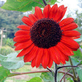 15 Stück / 30 Stück Rote Sonnenblume Seltene Blumensamen, Jährliches Dekor Gesunder Helianthus 15 Stück