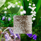 100 Stück/Beutel Samen, Umweltfreundlich, Lebendige Farben, Eingetopfte Convallaria Majalis-Samen Für Den Hausgarten, Samen Zum Pflanzen Jetzt Convallaria Majalis-Samen