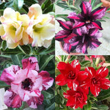20 Stück/Beutel Wüstenrosensamen, Süß, Einfach Zu Pflanzen, Bunte Adenium Obesum Wüstenrosensamen Für Büro, Garten, Samen Zum Pflanzen Jetzt 2 Samen Der Wüstenrose