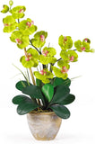 200 Teile/Beutel Phalaenopsis Samen Boden Lebendige Bonsai Garten Motten Orchidee Samen Für Hausgarten Samen Zum Pflanzen Jetzt Phalaenopsis-Samen