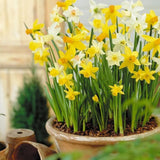 201pcs Mixed Daffodil Seeds - Outdoor Flowers - Rich Colors - Garden Terrace Potted Plant Flower Stand
