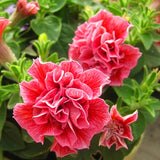 20 Teile/Beutel Petunia Hybrida Samen Klettern Dürretolerante Mehrfarbige Wellenserie Blumensamen Für Garten Gartensamen Zum Pflanzen Jetzt Rosa Petunia Hybrida-Samen