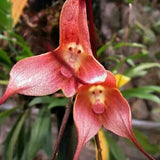 20 Stück/Beutel Orchideensamen, Seltene, Spezielle Form, Tragbare, Belebende Blumensamen Für Den Balkon, Gartensamen, Jetzt Zum Pflanzen Rosa Affengesichts-Orchideen-Blume