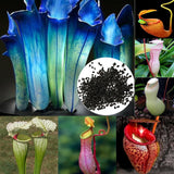 20 Stück/Beutel Nepenthes-Samen Tropische Samen Mit Hoher Keimrate, Mehrfarbig, Seltene Kannenpflanzensamen Für Den Hausgarten, Samen Zum Pflanzen Jetzt Rosa Nepenthes-Samen