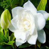 1 Beutel Pfingstrosensamen, Hohe Ertragreiche Blüte, Kleine, Hohe Überlebensrate, Blumensamen Für Den Hausgarten, Samen Zum Pflanzen Jetzt Rot Pfingstrosensamen