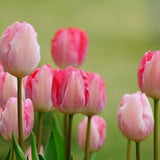 50 Stück/Beutel Tulpensamen, Umweltfreundlich, Gute Wasseraufnahme, Mini-Bunte Topf-Tulpensamen Für Den Hausgarten, Samen Zum Pflanzen Jetzt Rosa Tulpensamen