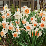 201pcs Mixed Daffodil Seeds - Outdoor Flowers - Rich Colors - Garden Terrace Potted Plant Flower Stand