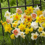 201pcs Mixed Daffodil Seeds - Outdoor Flowers - Rich Colors - Garden Terrace Potted Plant Flower Stand