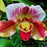 20 Stück/Beutel Cypripedium Corrugatum-Samen, Einfach Zu Pflanzen, Gemischte Farben, Taschen-Slipper-Samen Für Den Hausgarten, Samen Zum Pflanzen Jetzt Cypripedium Corrugatum-Samen