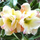 20 Stück/Beutel Wüstenrosensamen, Süß, Einfach Zu Pflanzen, Bunte Adenium Obesum Wüstenrosensamen Für Büro, Garten, Samen Zum Pflanzen Jetzt 2 Samen Der Wüstenrose