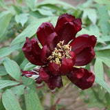 20 Stück/Beutel Pfingstrosensamen, Süß, Einfach Zu Pflanzen, Gemischte Farbe, Paeonia Suffruticosa Blumenbaum-Pflanzensamen Für Den Hausgarten, Samen Zum Pflanzen Jetzt 9