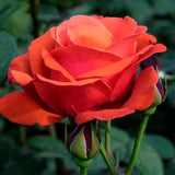 100 Stück/Beutel Rosensamen, Süß, Hohe Keimrate, Mehrfarbig, Mehrjährige Pflanze, Bonsai-Rosenblüten, Samen Für Den Garten, Samen Zum Pflanzen Rot Rosensamen