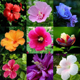 100 Stück/Beutel Hibiskus-Samen, Seltene Blühende Pflanzen, Riesen-Landschaftsbau-Blumensamen Für Gartensamen, Jetzt Zum Pflanzen Hibiskussamen
