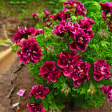 Samen Für Gartenarbeit, 20 Stück Geranien-Blumensamen, Pflanzen, Zuhause, Bonsai, Gartendekoration, Schönheit