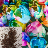 1 Beutel Tulpensamen, Produktive, Gentechnikfreie, Kleine, Fruchtbare, Farbenfrohe Blumensamen Für Den Garten, Jetzt Zum Pflanzen Tulpensamen