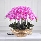200 Teile/Beutel Phalaenopsis Samen Boden Lebendige Bonsai Garten Motten Orchidee Samen Für Hausgarten Samen Zum Pflanzen Jetzt Phalaenopsis-Samen