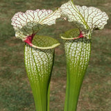 20 Stück/Beutel Nepenthes-Samen Tropische Samen Mit Hoher Keimrate, Mehrfarbig, Seltene Kannenpflanzensamen Für Den Hausgarten, Samen Zum Pflanzen Jetzt Rosa Nepenthes-Samen